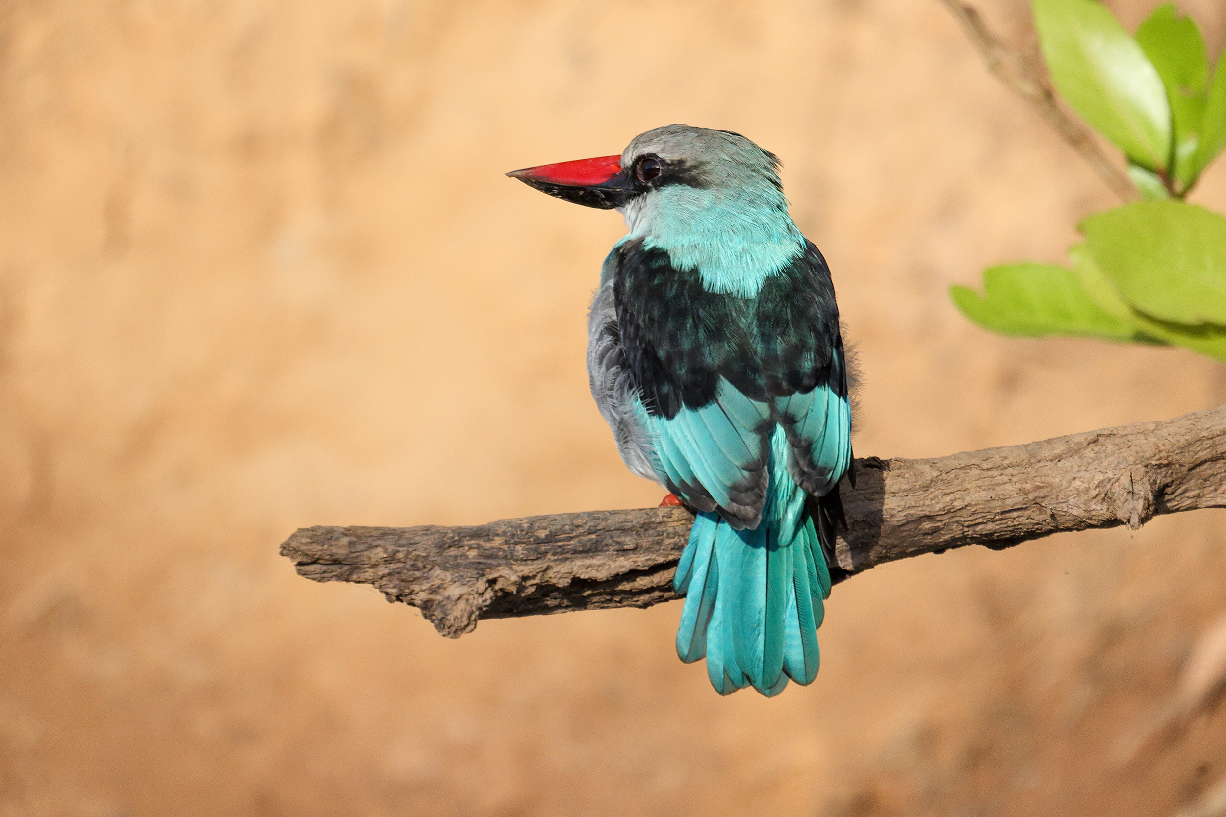 Blue-breasted Kingfisher, Wassadou, Senegal.