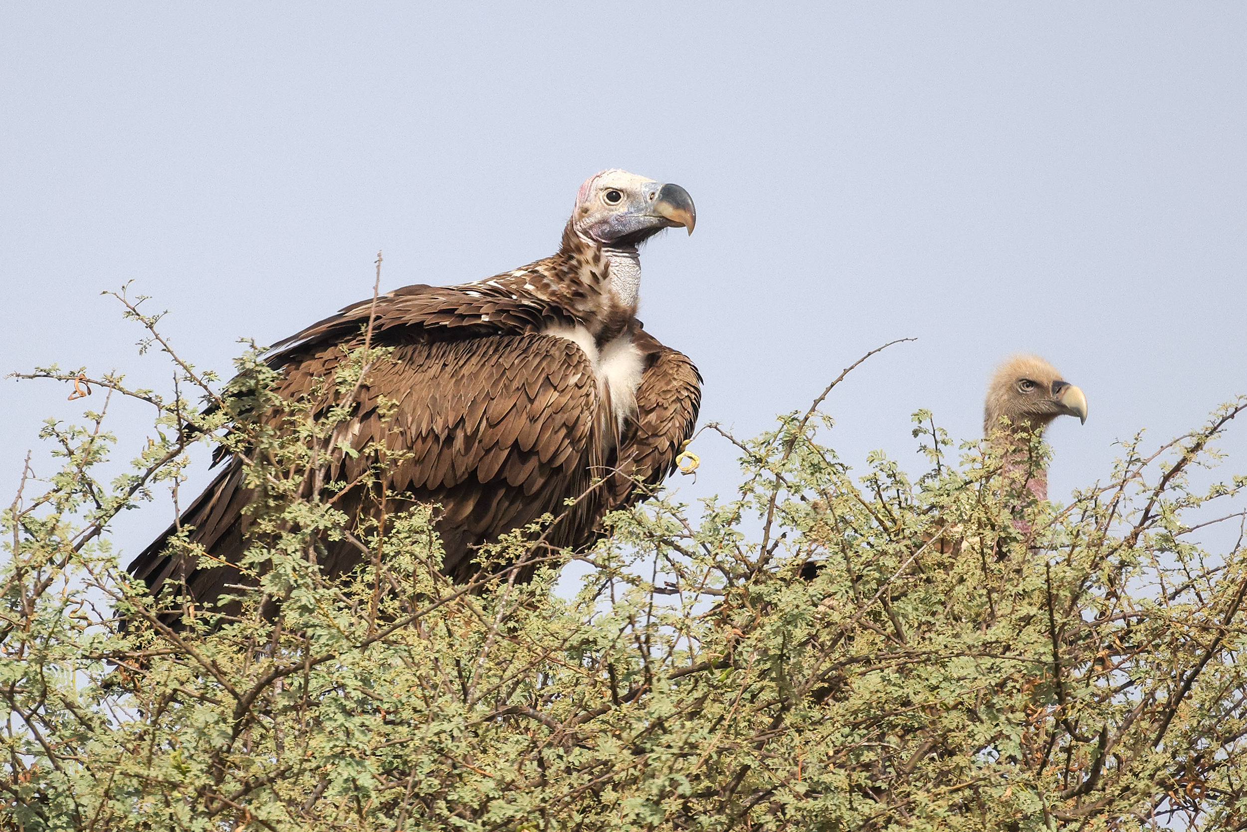Lappet-faced Vulture, North of Meckhe, Senegal.