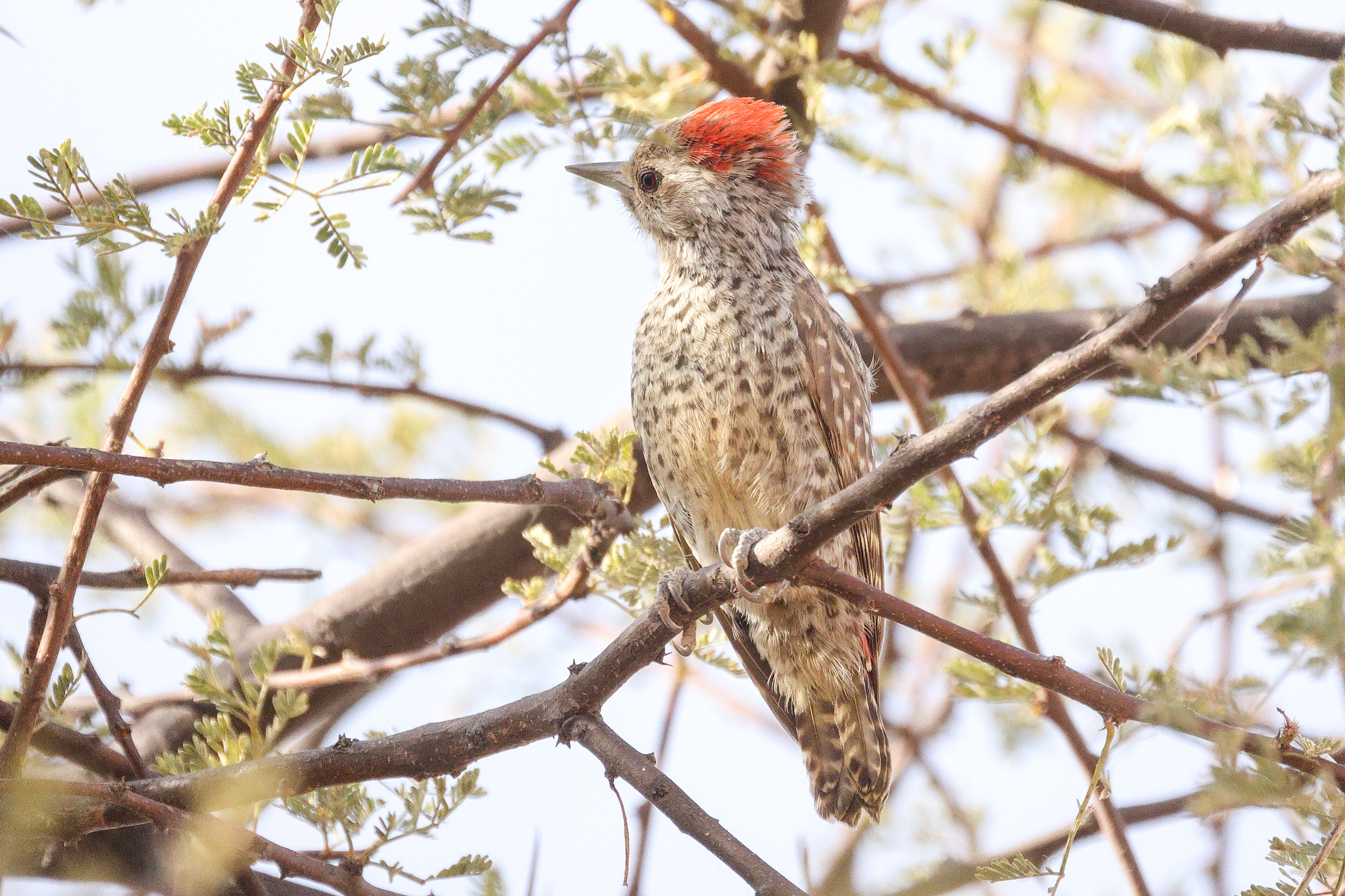 Little Grey Woodpecker, Richard Toll, Senegal.