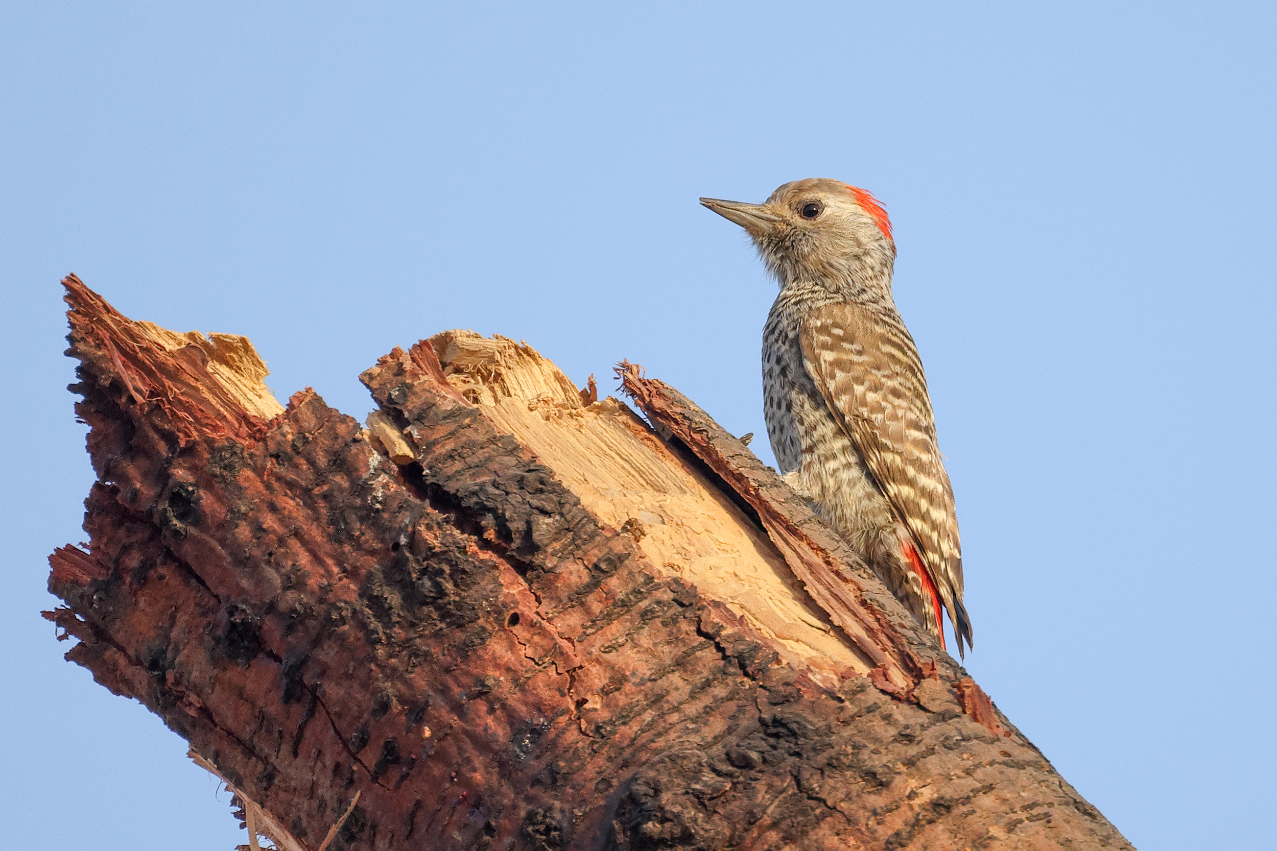 Little Grey Woodpecker, Podor, Senegal.