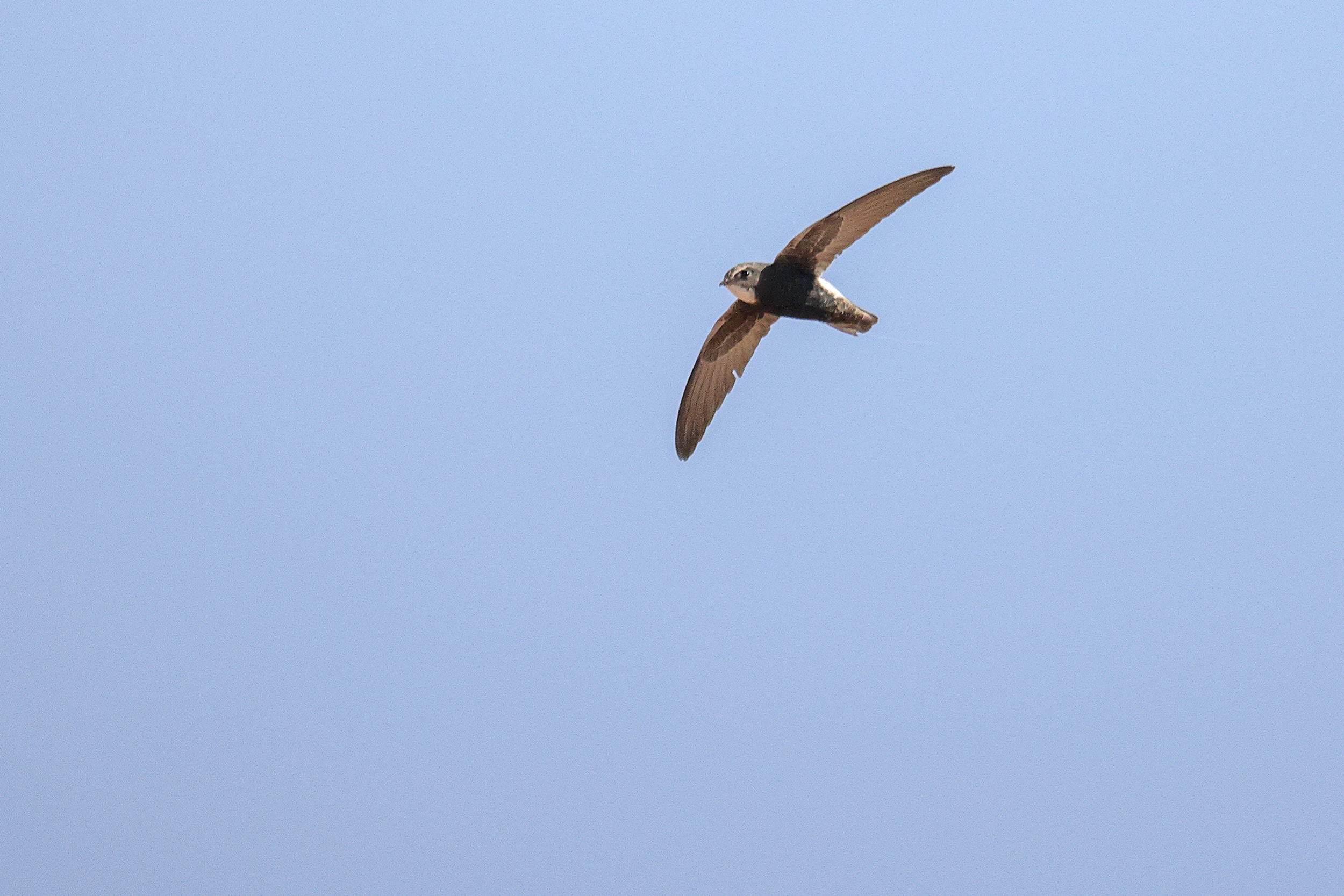 Little Swift, Yomong, east of Kaffrine, Senegal.