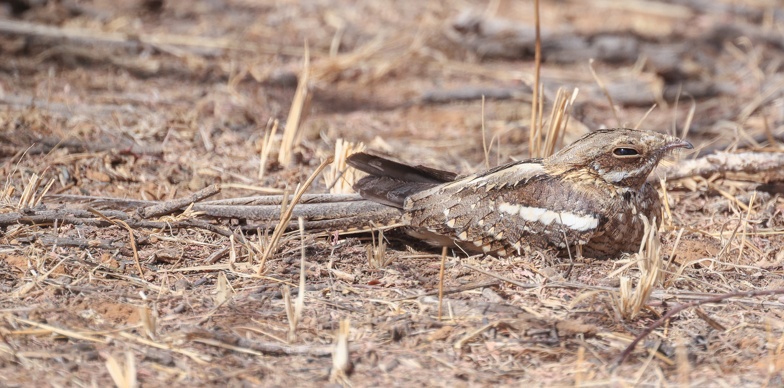 Long-tailed Nightjar, Podor, Senegal.