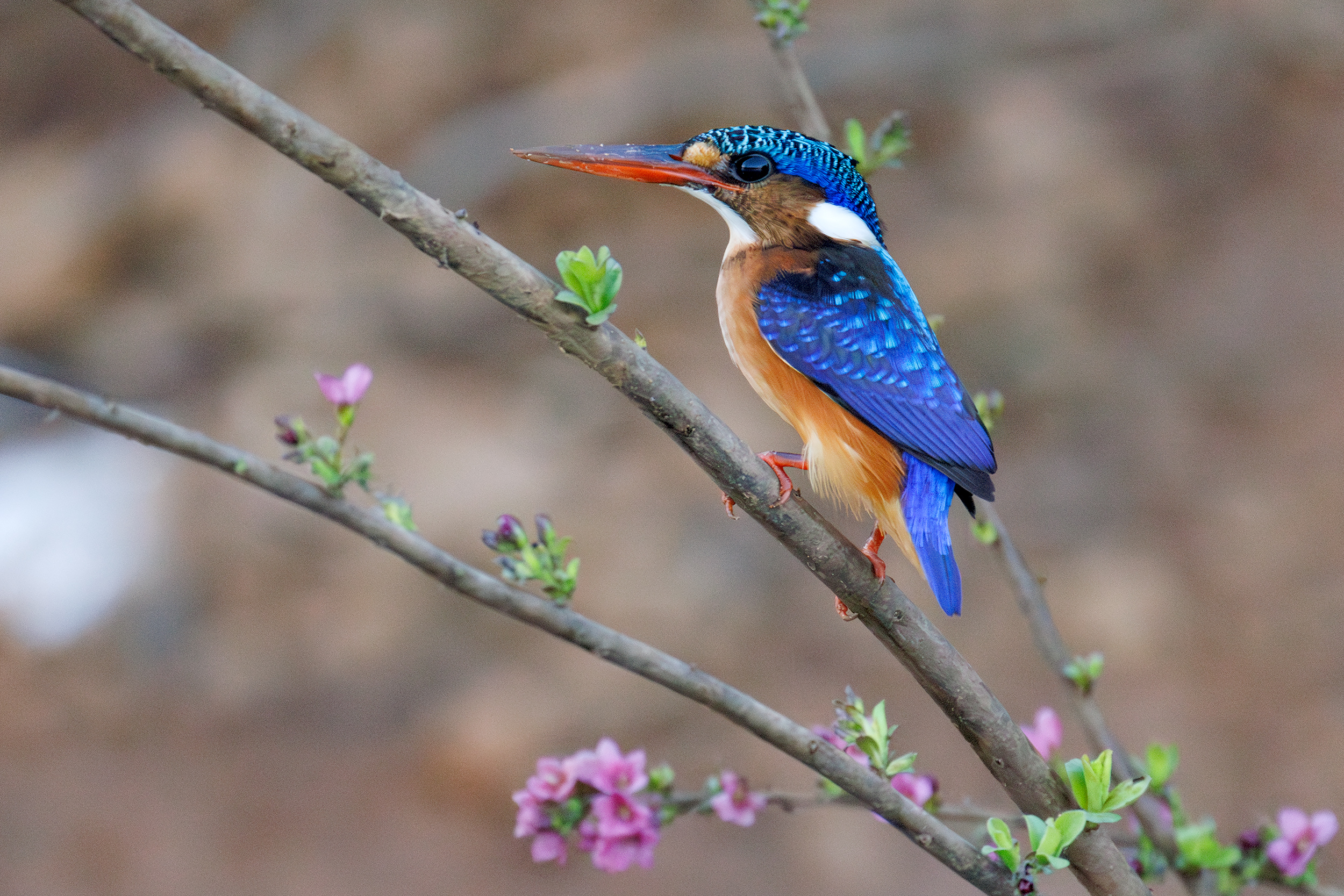Malachite Kingfisher, Wassadou, Senegal.