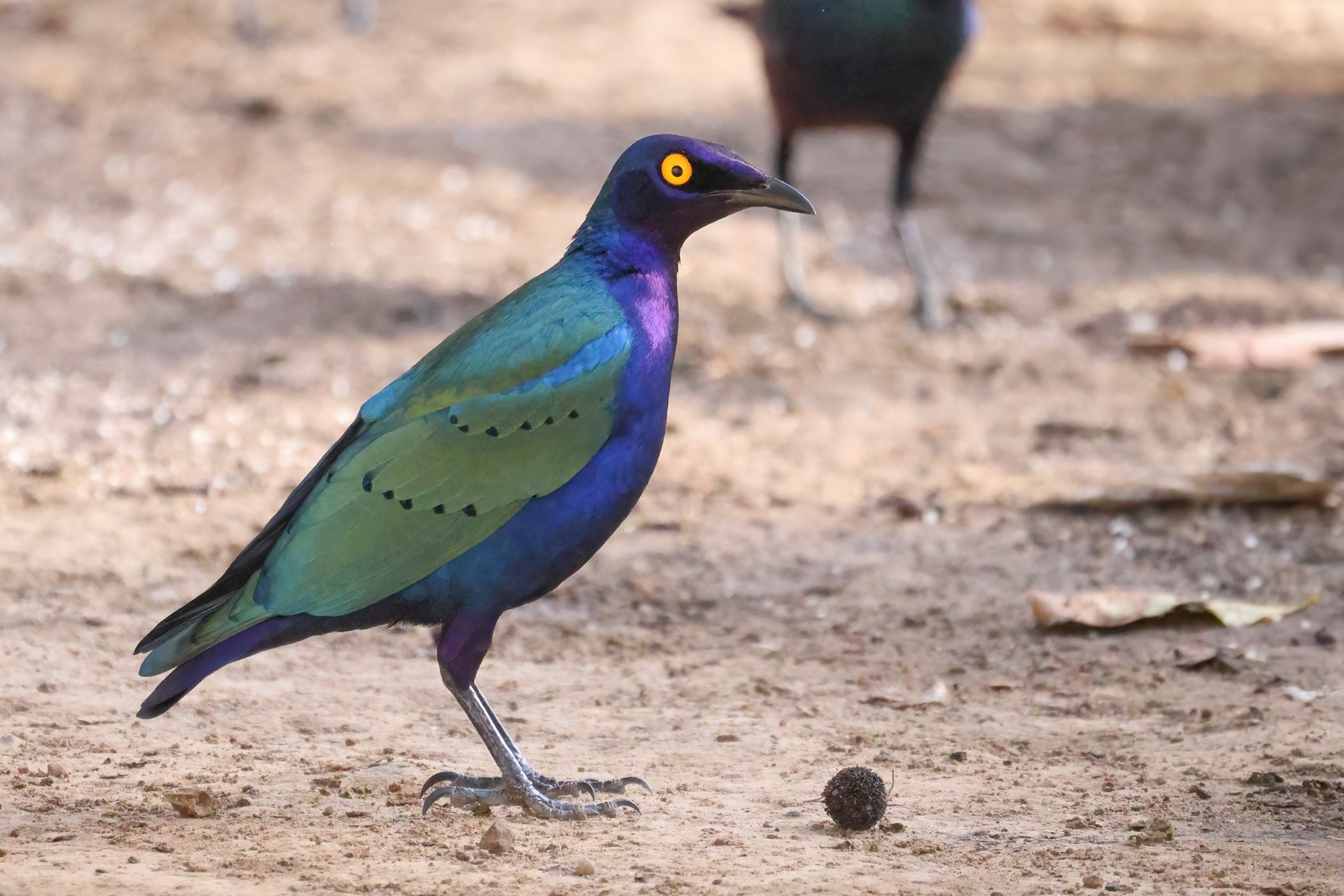 Purple Starling, Wassadou, Senegal.