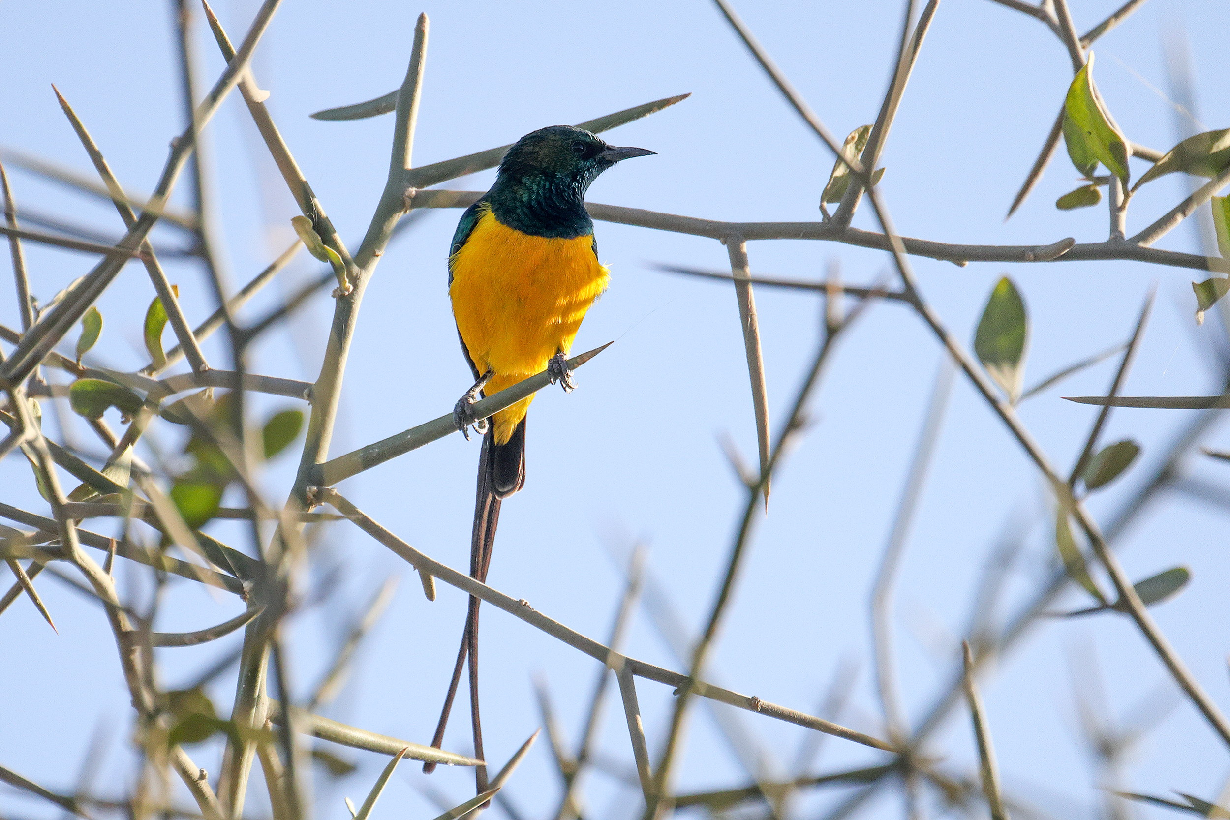Pygmy Sunbird, Kaolack, Senegal.