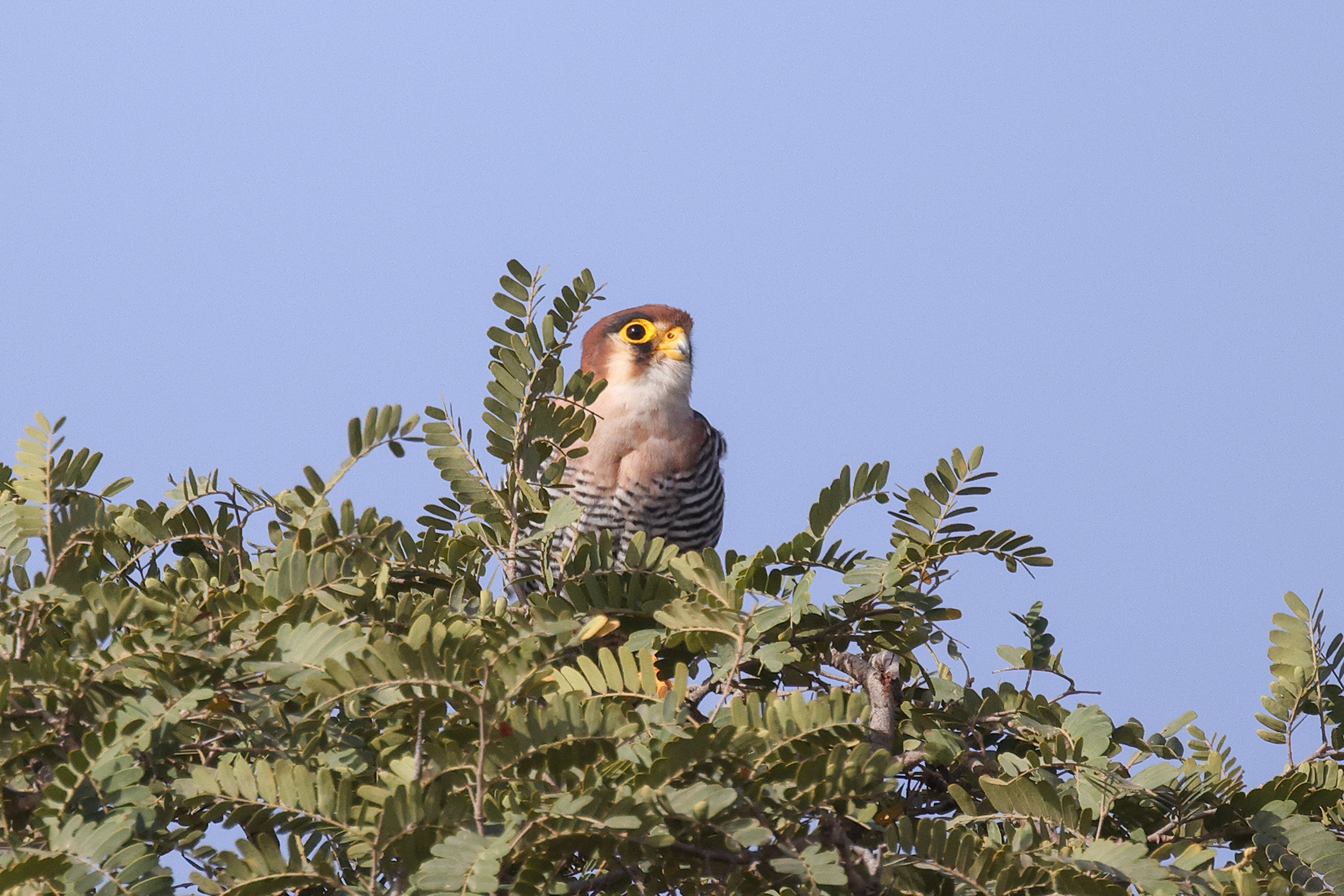 Red-necked Falcon, North of Meckhe, Senegal.