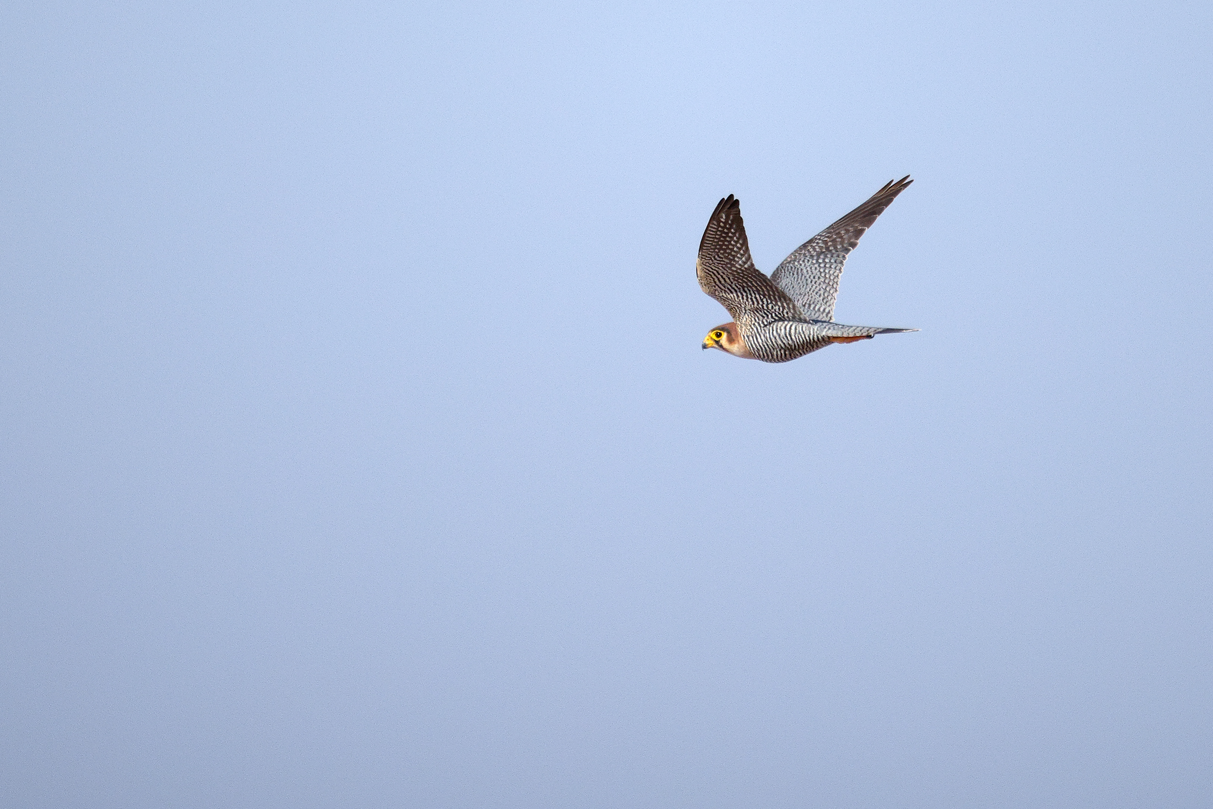 Red-necked Falcon, Yomong, east of Kaffrine, Senegal.