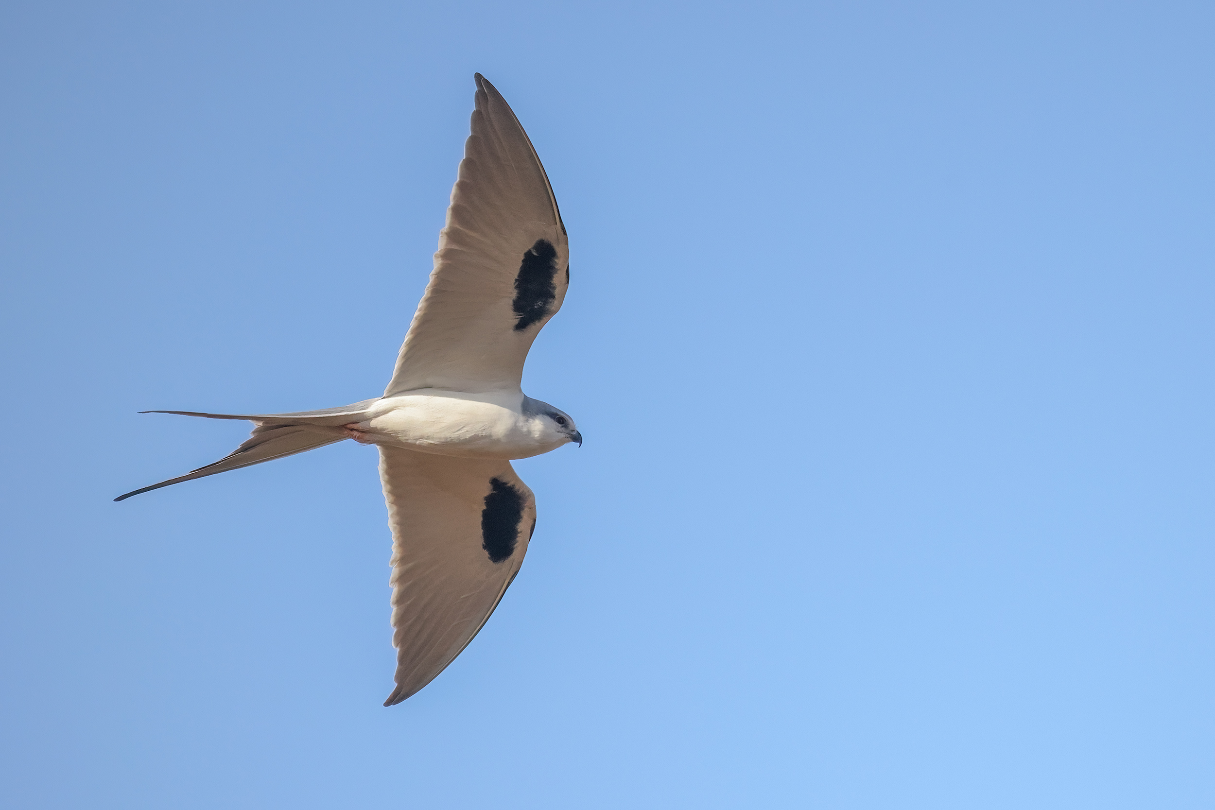 Scissor-tailed Kite, Kaolack, Senegal.