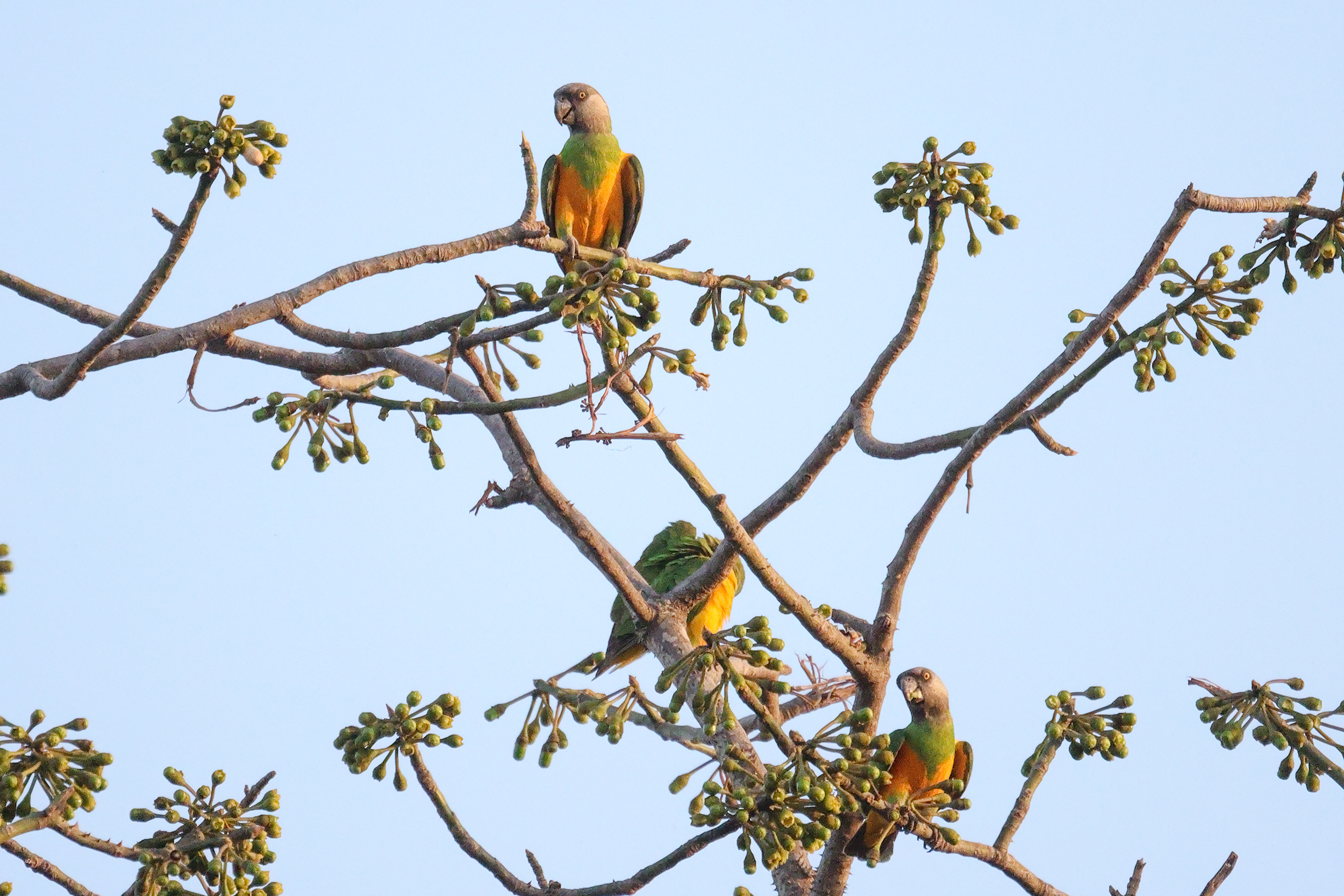 Senegal Parrot, Saloum Delta, Senegal.