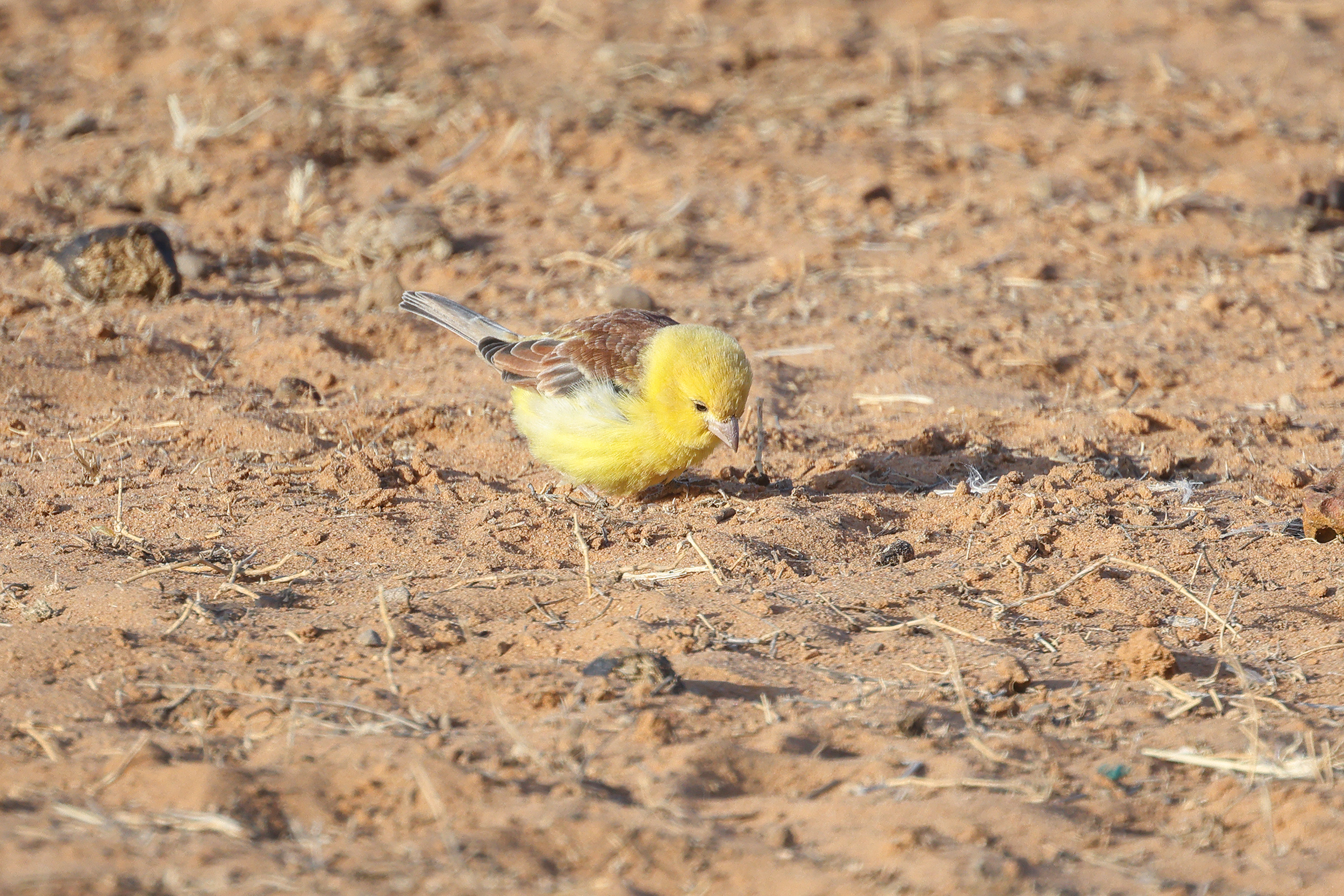 Sudan Golden Sparrow, Richard Toll, Senegal.