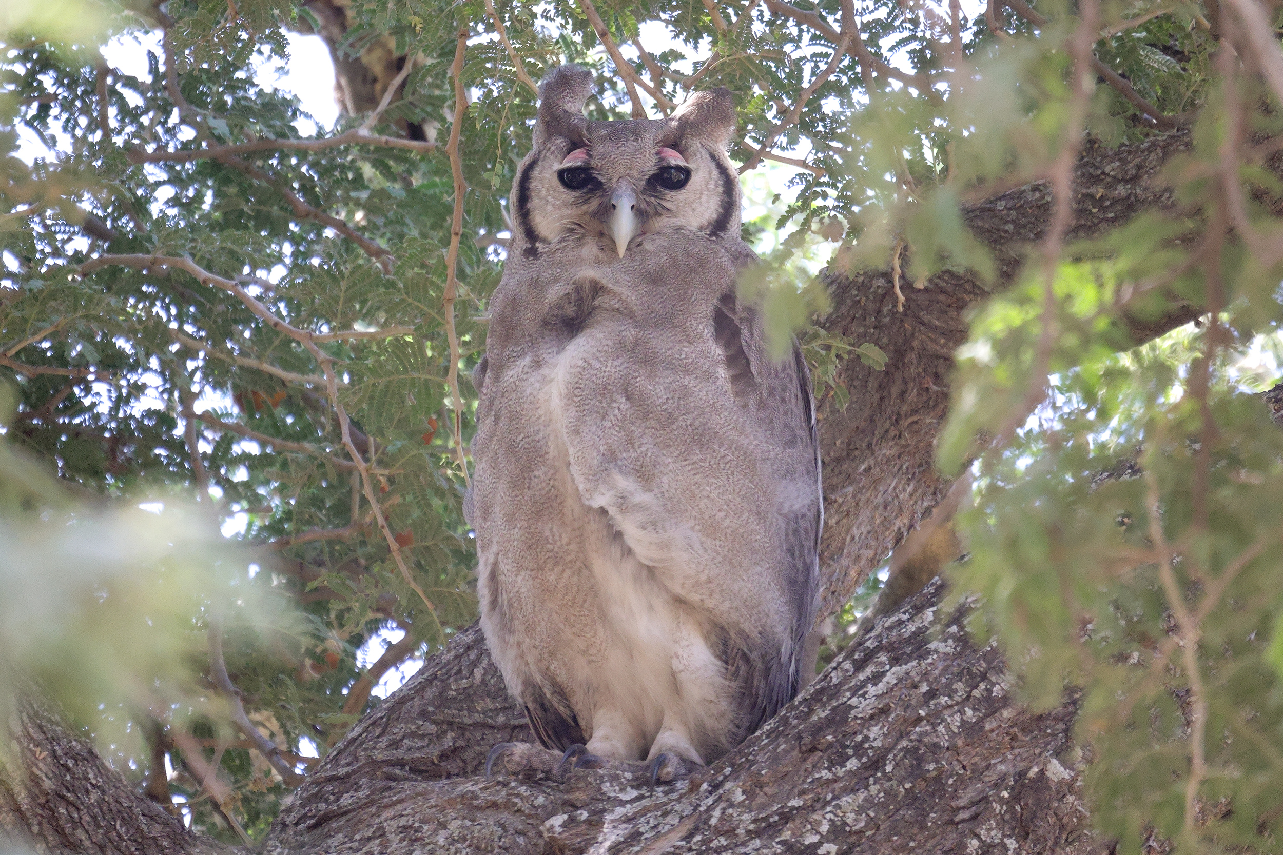 Verreaux's Eagle Owl, Near Kaolack, Senegal.