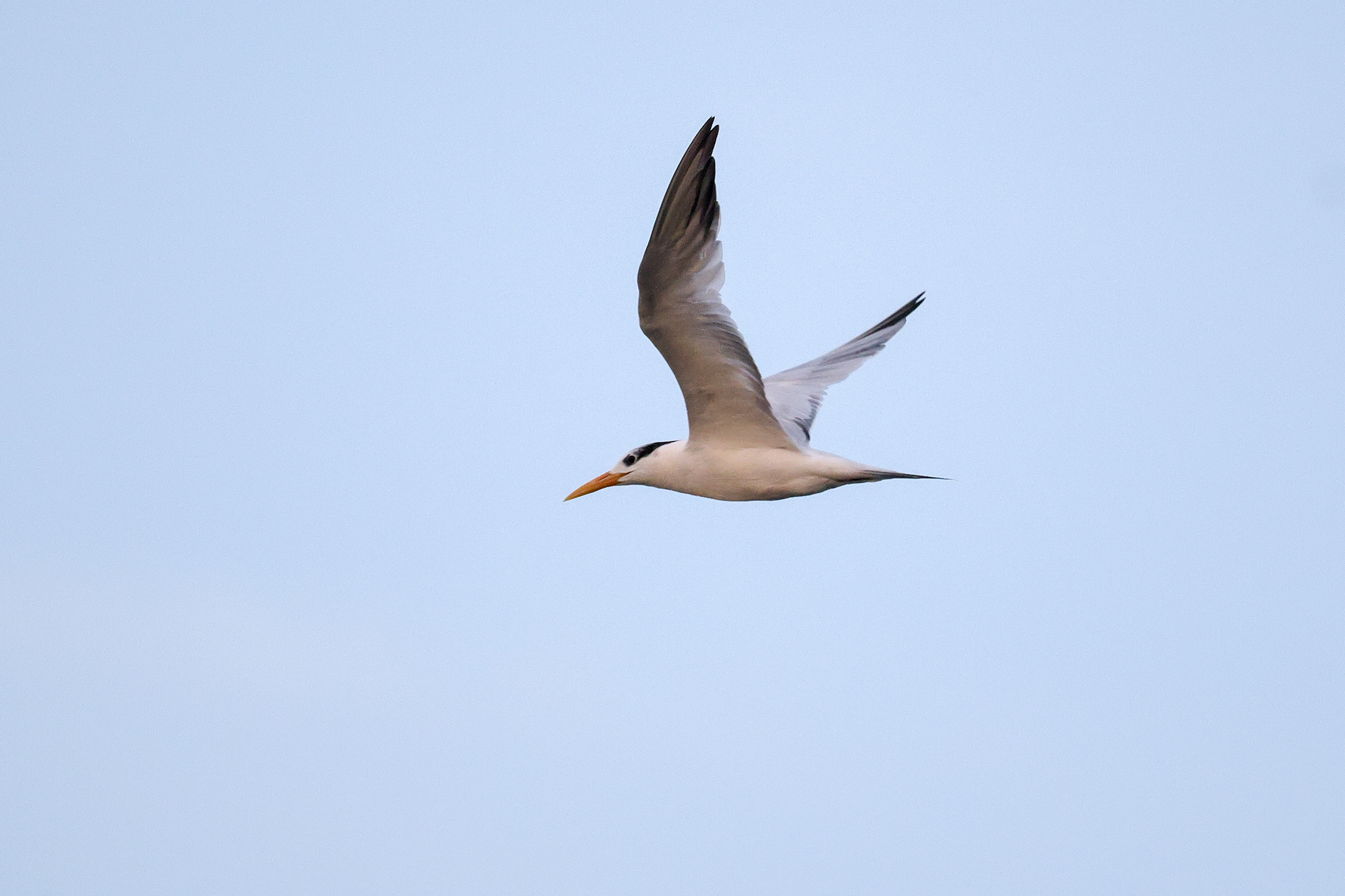 West African Crested Tern, Saloum Delta, Senegal.