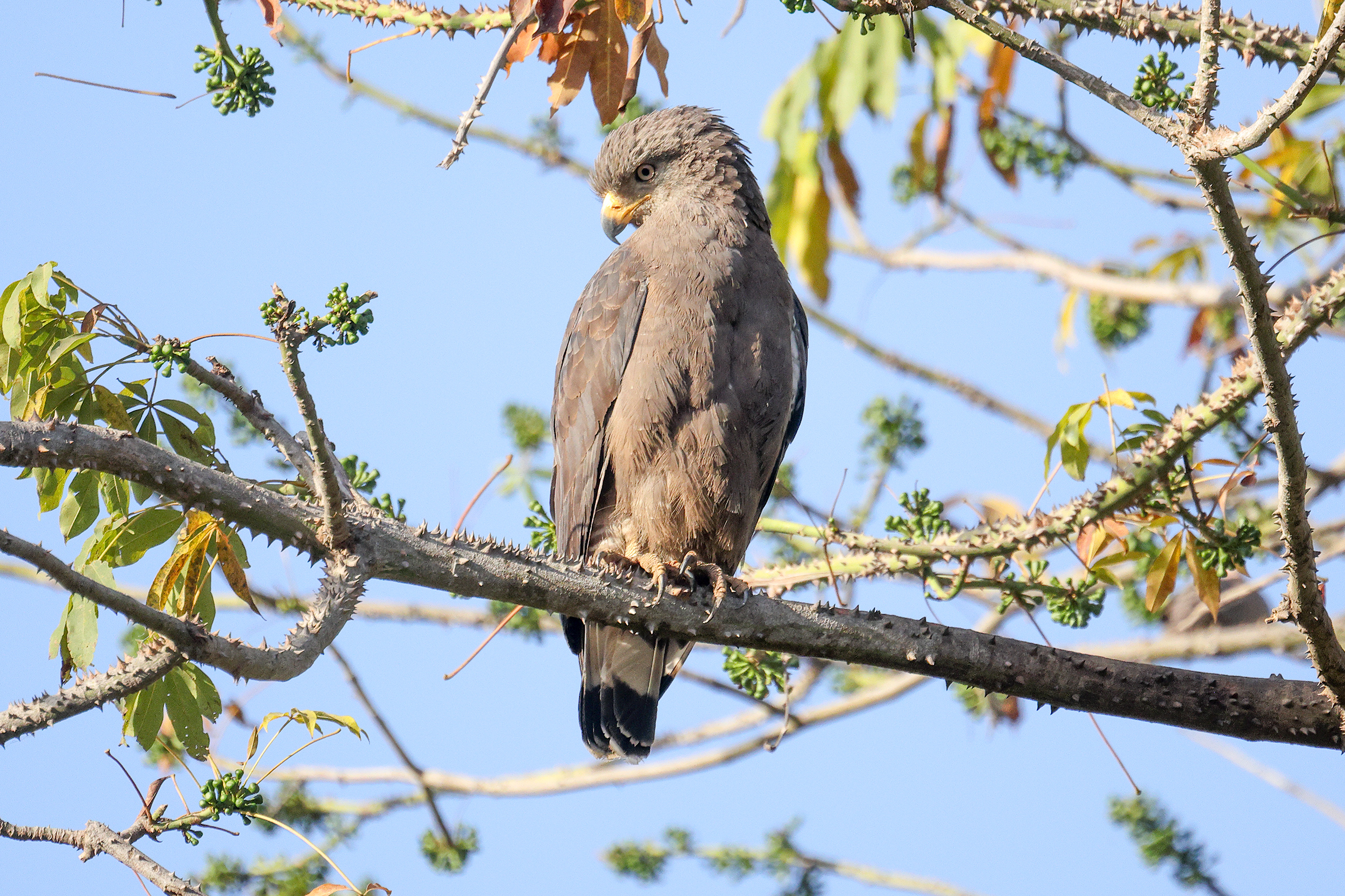 Western Banded Snake Eagle, Wassadou, Senegal.