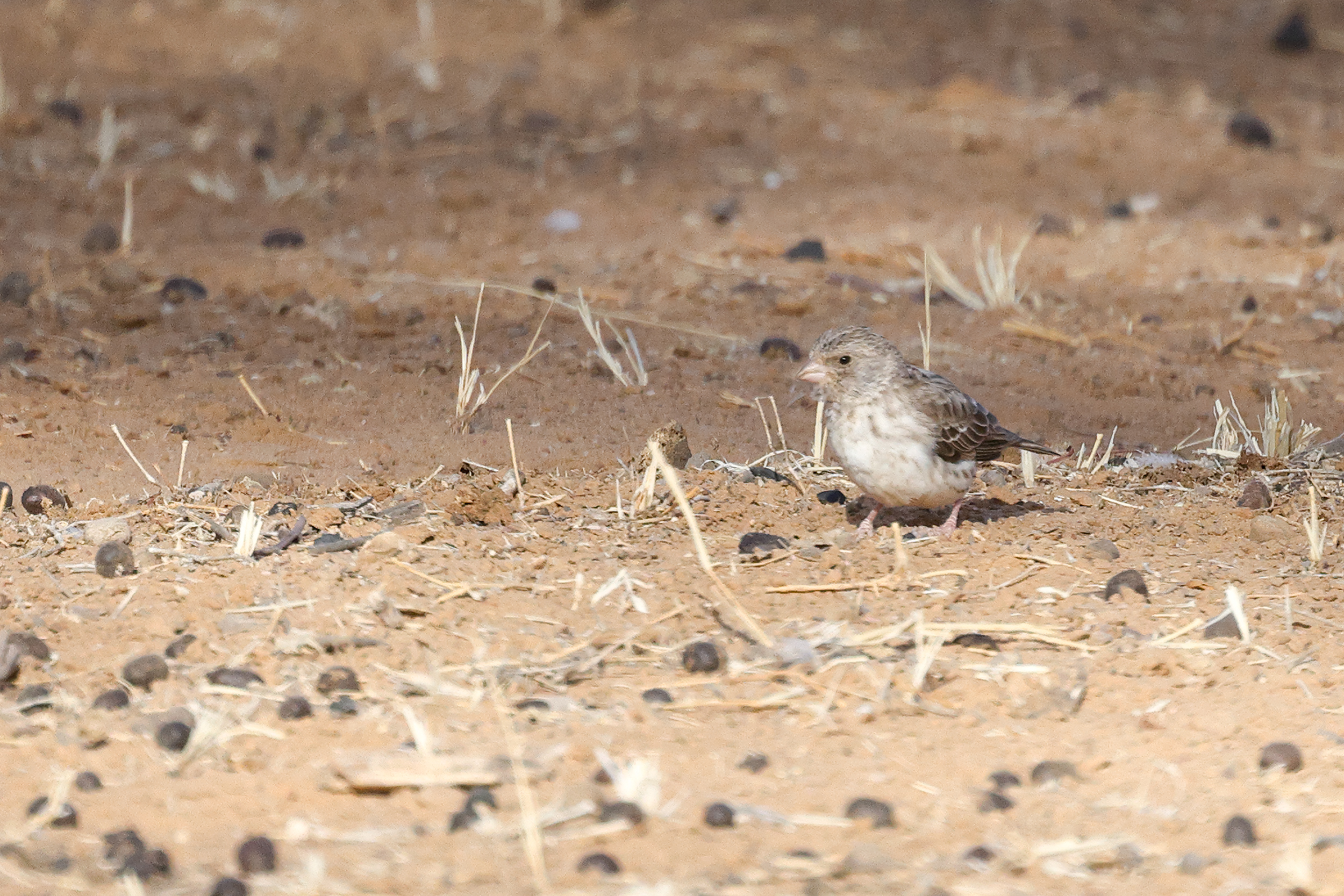 White-rumped Seedeater, Richard Toll, Senegal.