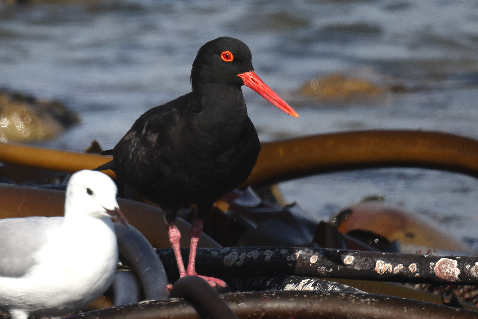 African Black Oystercatcher, Stony Point, South Africa.