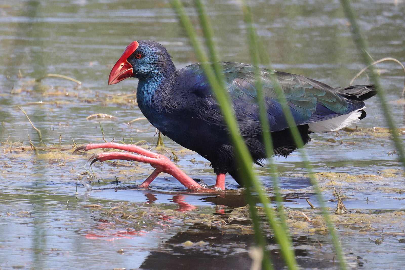 African Swamphen, False Bay Nature Reserve, South Africa.