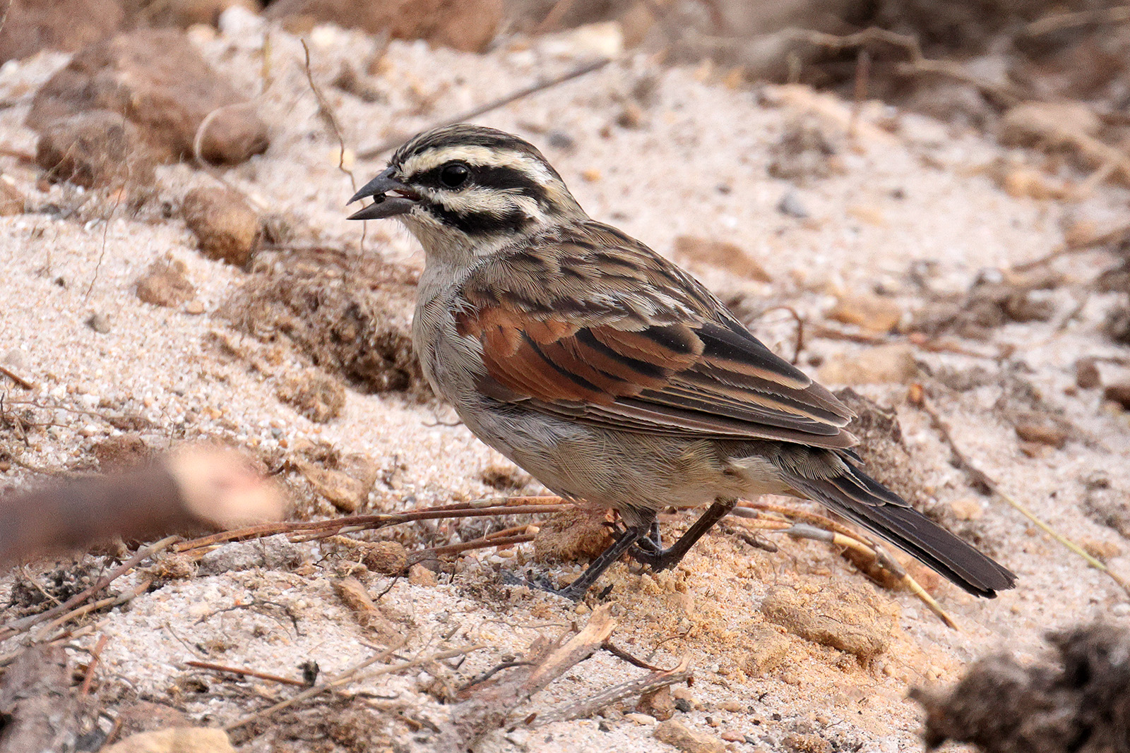 Cape Bunting, Rooi-Els, South Africa.
