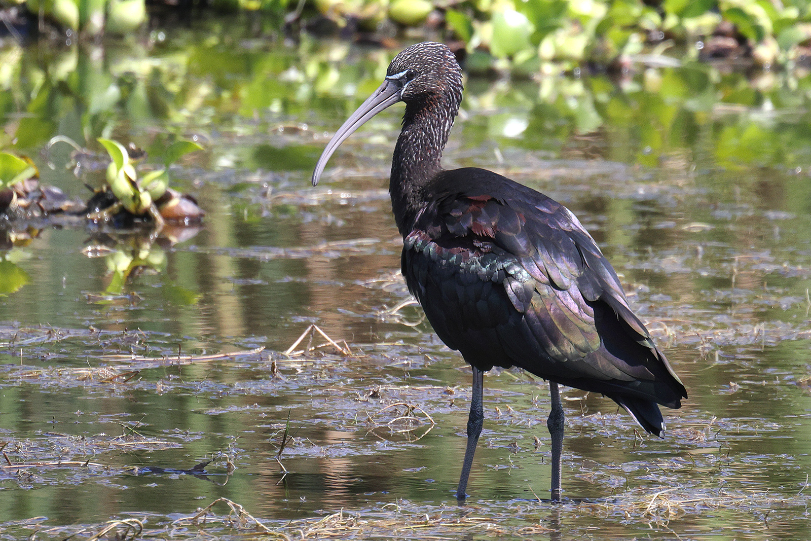 Glossy Ibis, False Bay Nature Reserve, South Africa.