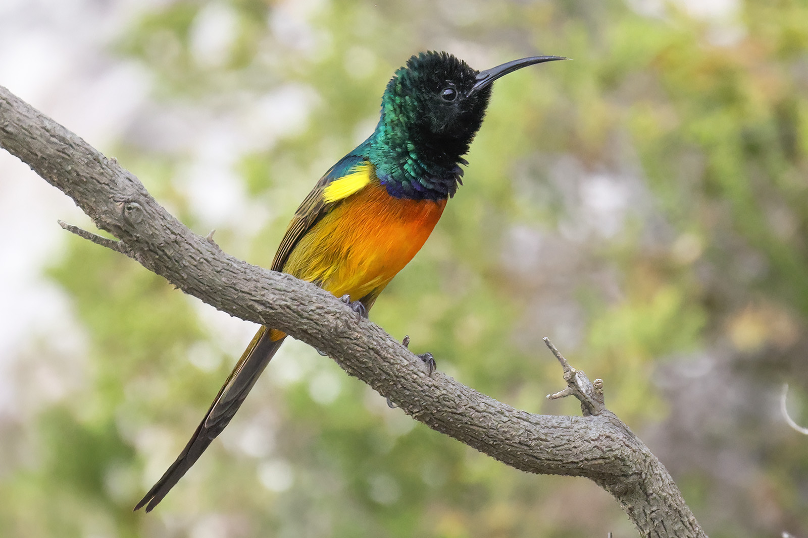 Orange-breasted Sunbird, Rooi-Els, South Africa.