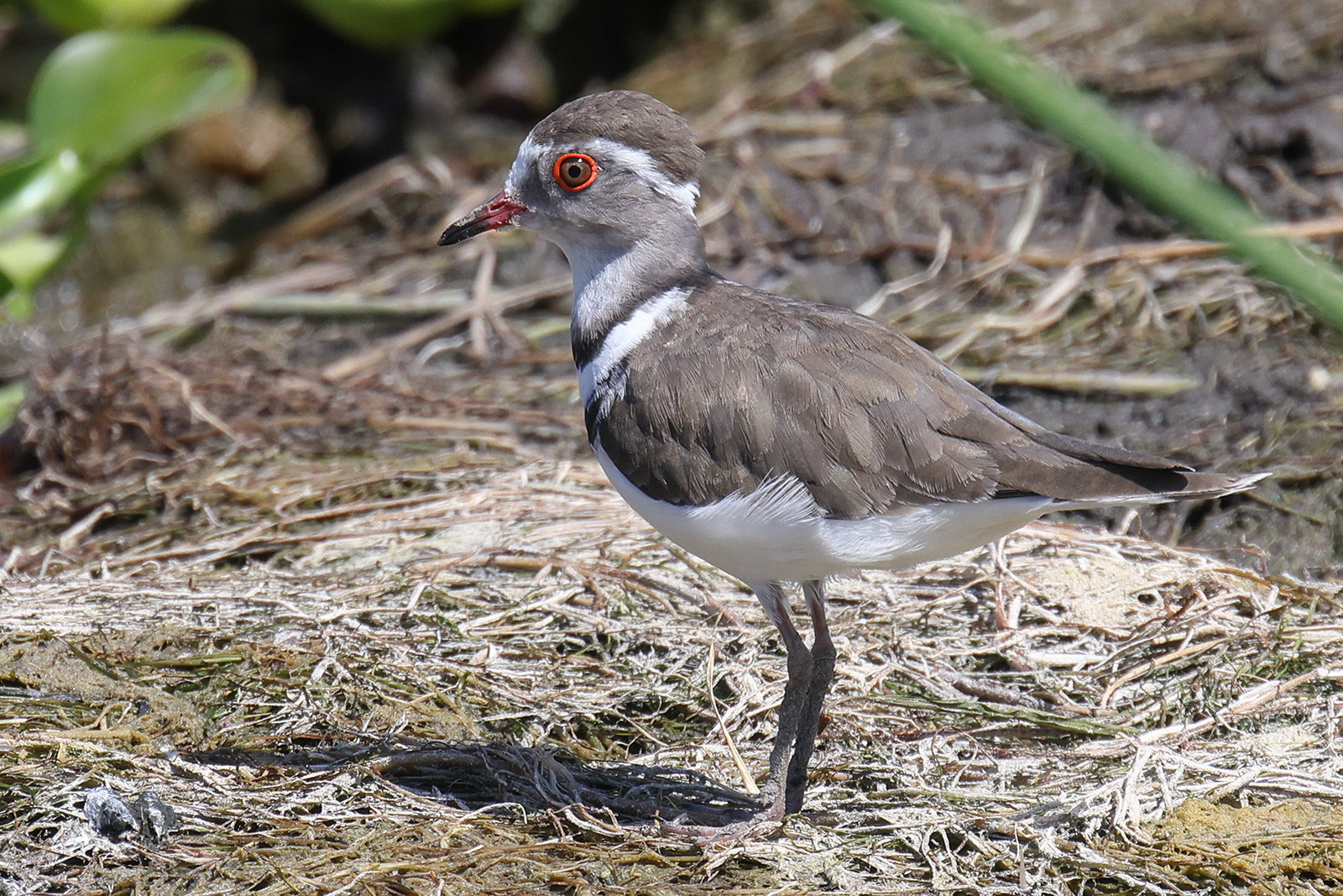 Three-banded Plover, False Bay Nature Reserve, South Africa.