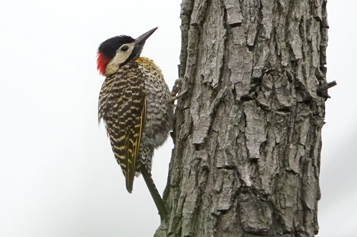 Green-barred Woodpecker, Costanera Sur, Buenos Aires, Argentina.