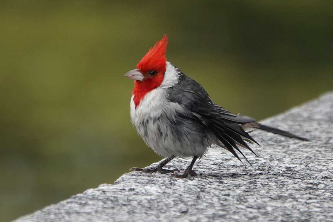 Red-crested Cardinal, Costanera Sur, Buenos Aires, Argentina.