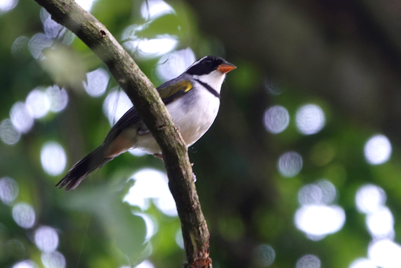 Saffron-billed Sparrow, Parque Nacional Iguazú, Argentina.