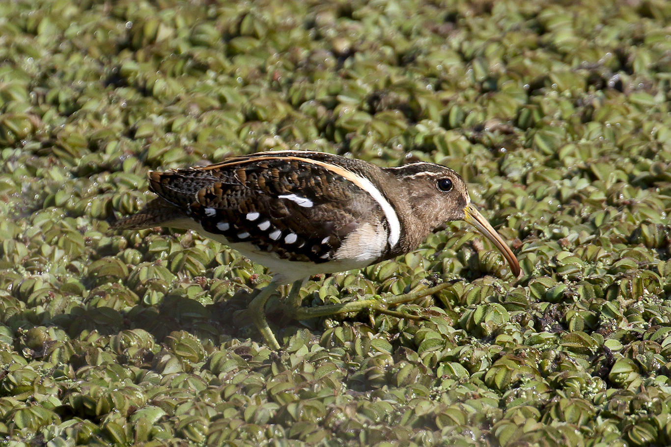 South American Painted-snipe, Ceibas, Argentina.