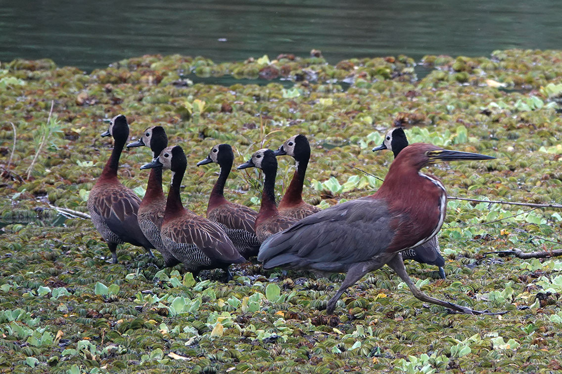 White-faced Whistling Duck, Costanera Sur, Buenos Aires, Argentina.