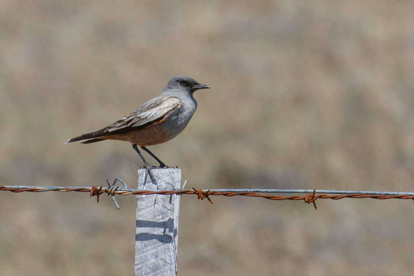 Chocolate-vented Tyrant, Y-455 track, Patagonian Steppe, Punta Arenas, Chile.