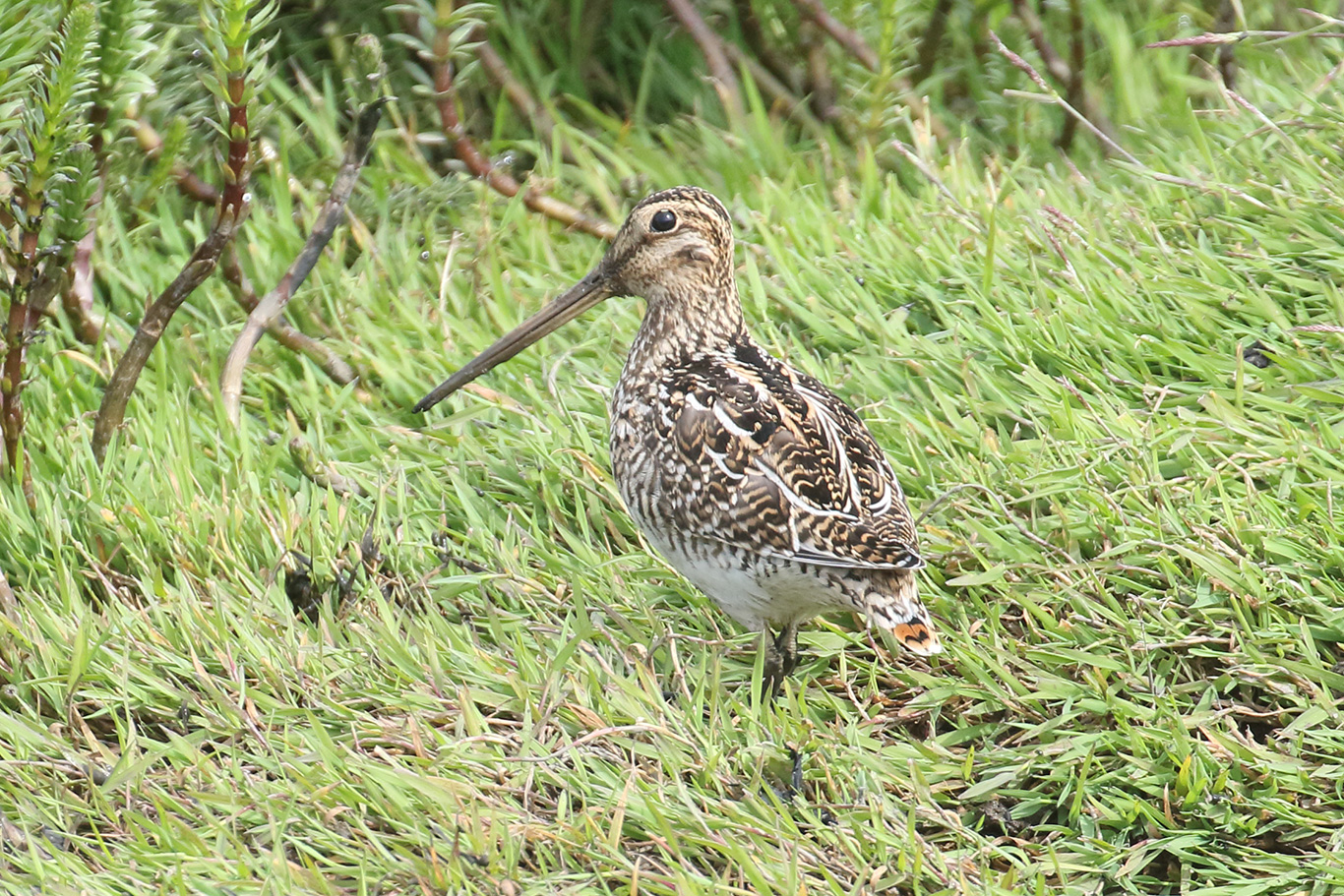 South American Snipe, Humedal Tres Puentes, Punta Arenas, Chile.