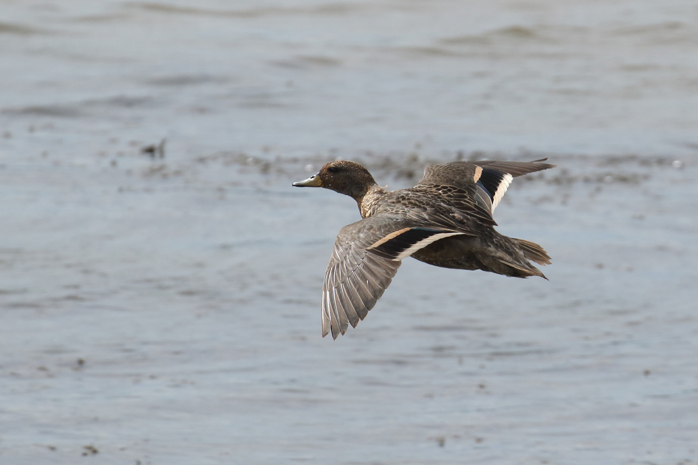 Yellow-billed Teal, Humedal Tres Puentes, Punta Arenas, Chile.