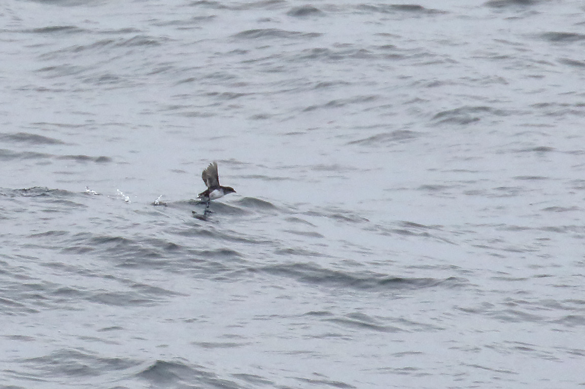 Common Diving Petrel, South-east Pacific Ocean, Chile.
