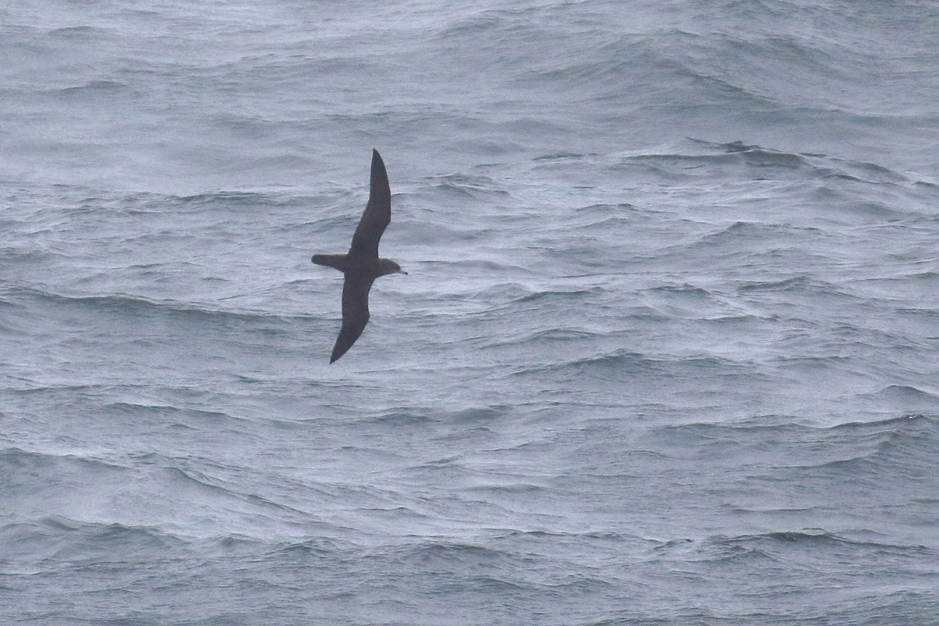 Pink-footed Shearwater, South-east Pacific Ocean, Chile.