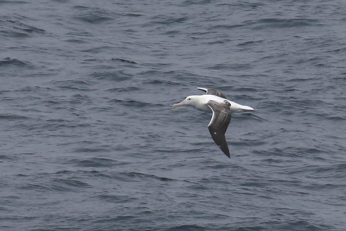 Royal Albatross, South-east Pacific Ocean, Chile.