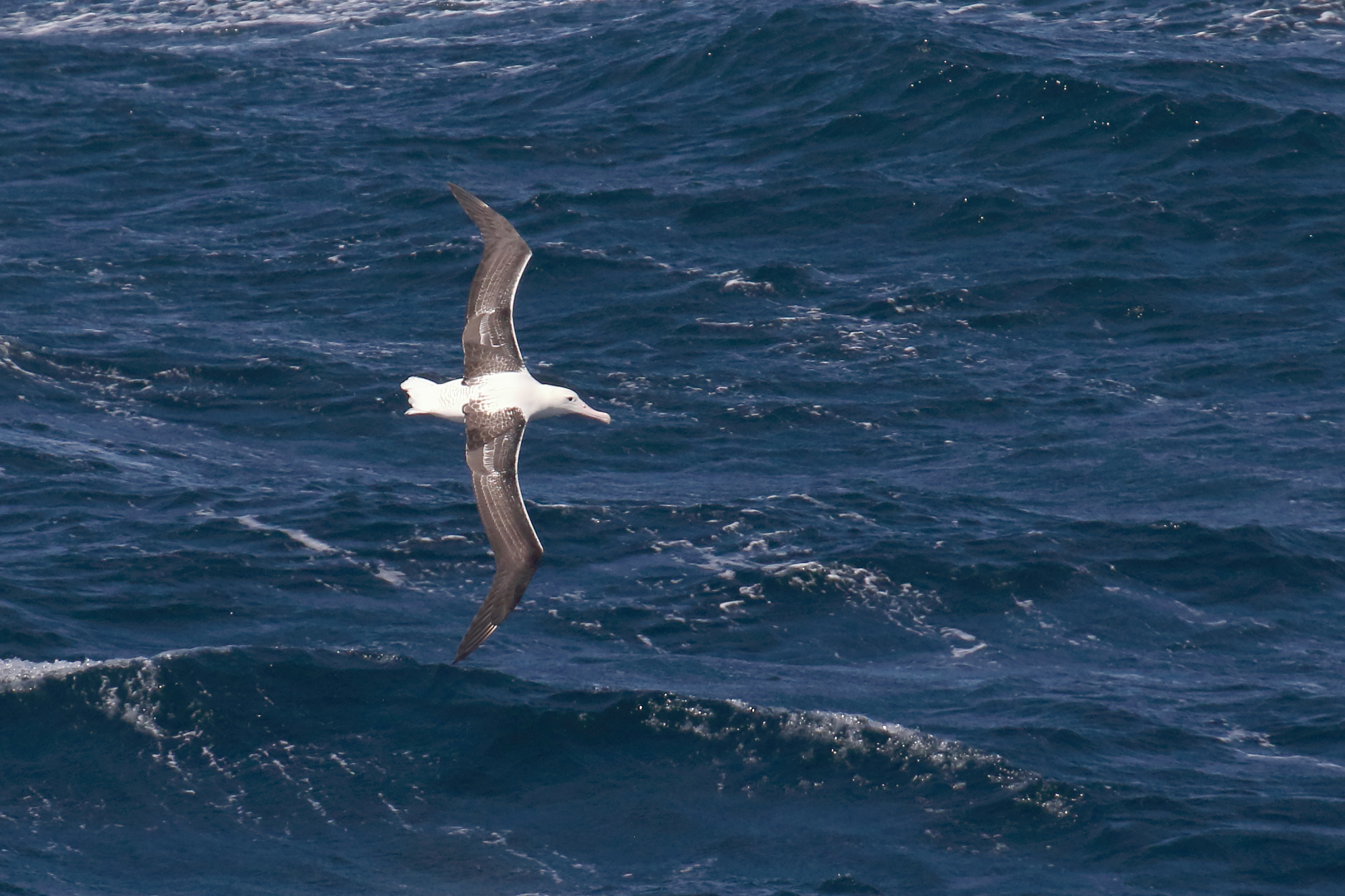Royal Albatross, South-east Pacific Ocean, Chile.