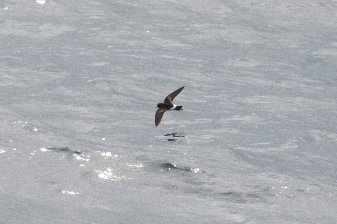 Wilson's Storm-Petrel, South-east Pacific Ocean, Chile.