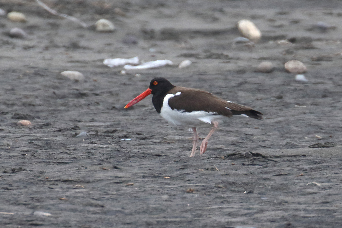 American Oystercatcher, Parque Humedal Río Maípo, Chile.
