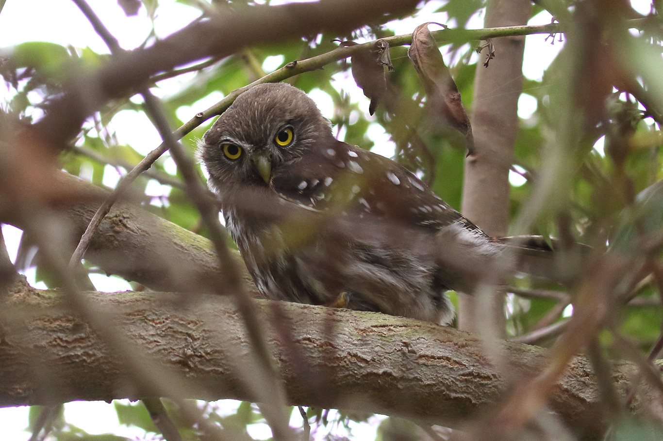 Austral Pygmy Owl, Parque Humedal Río Maípo, Chile.