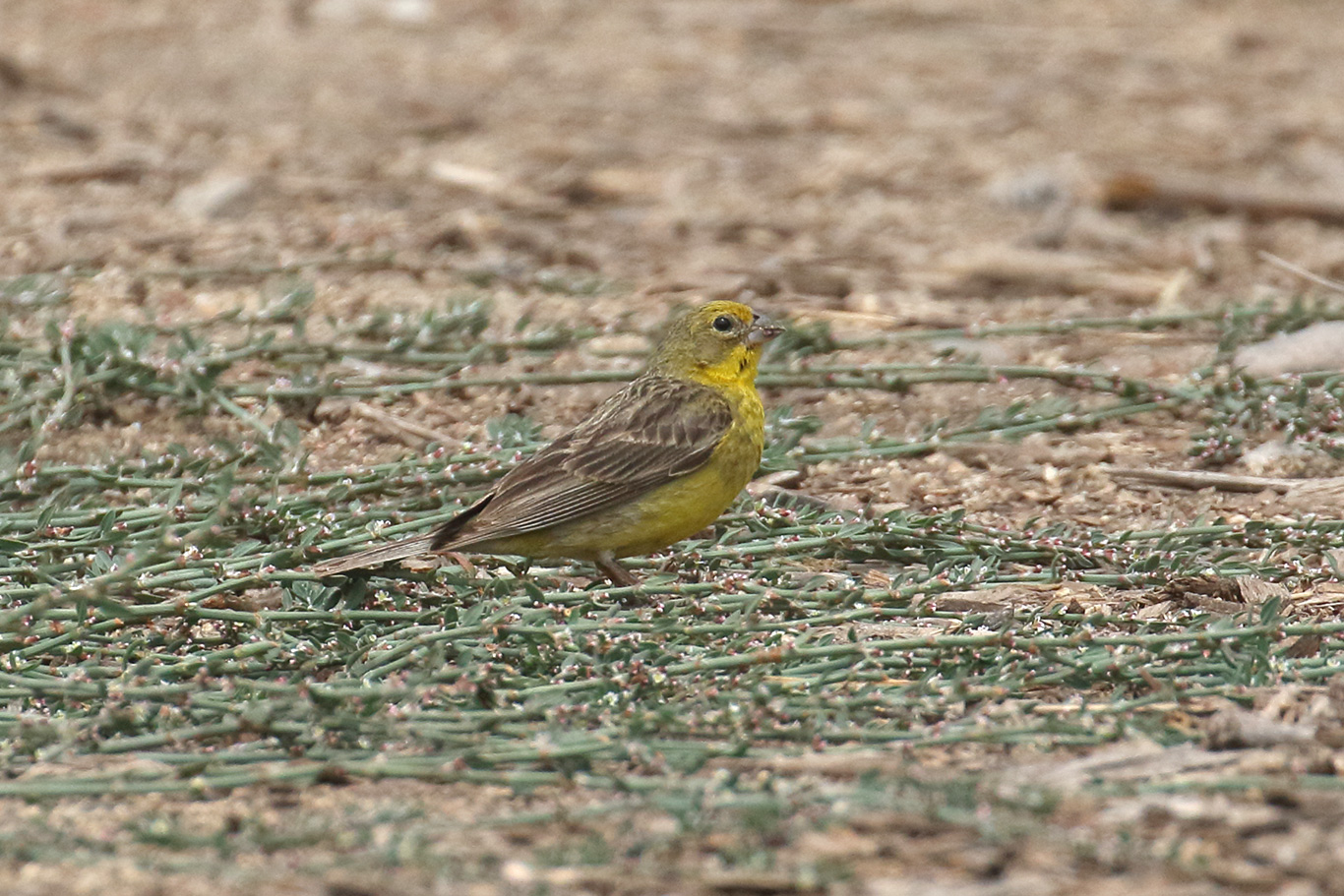 Grassland Yellow Finch, Parque Humedal Río Maípo, Chile.