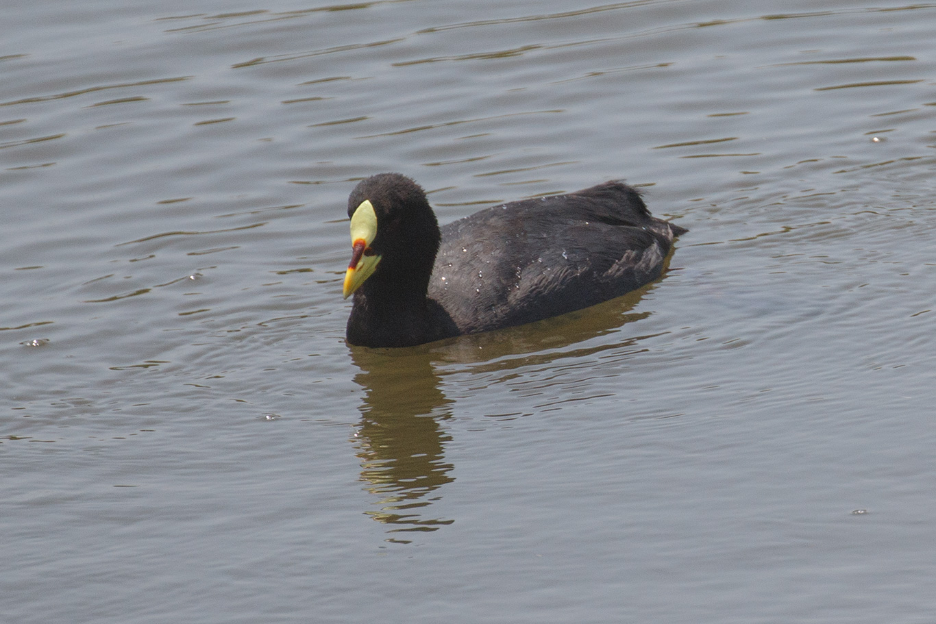 Red-gartered Coot, Humedal De Cartagena, Chile.