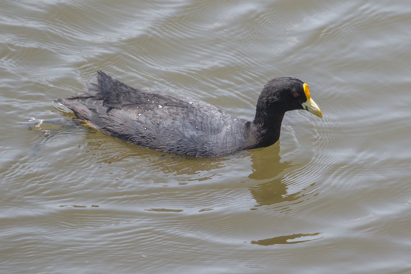White-winged Coot, Humedal De Cartagena, Chile.