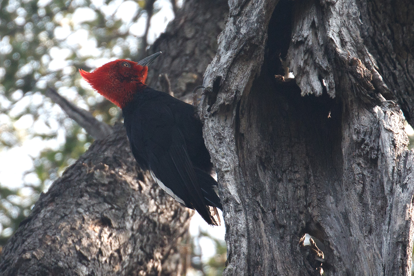 Magellanic Woodpecker, Altos De Lircay, Chile.