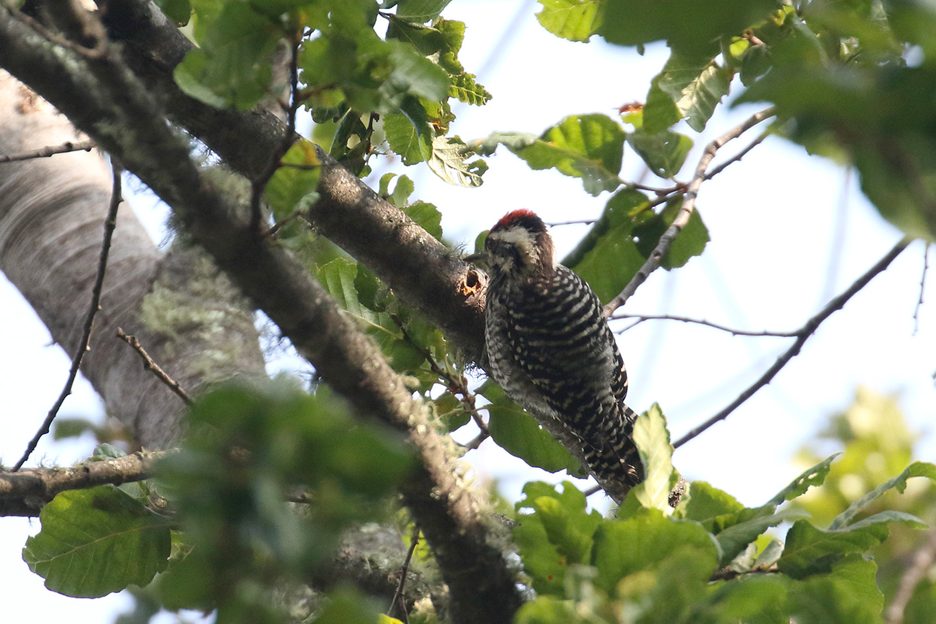 Striped Woodpecker, Altos De Lircay, Chile.