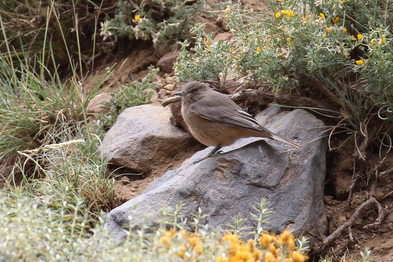 Black-billed Shrike-Tyrant, Valle del Yeso, Chile.