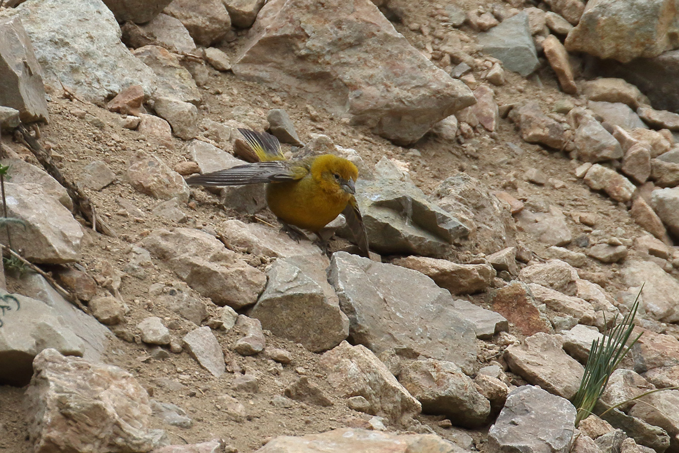 Greater Yellow Finch, Embalse El Yeso, Chile.