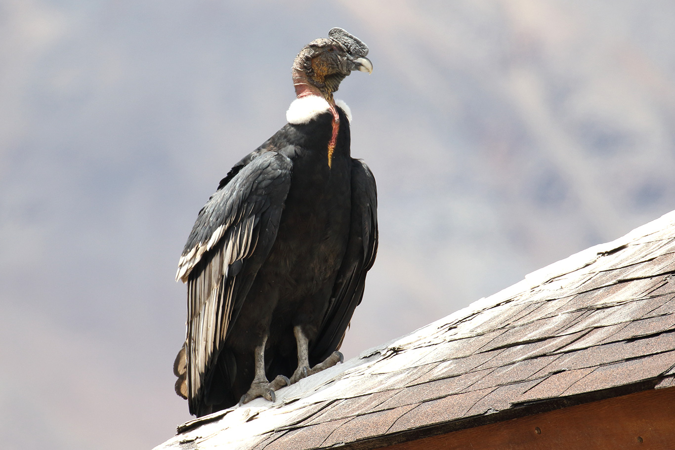 Andean Condor, Valle Nevado, Chile.