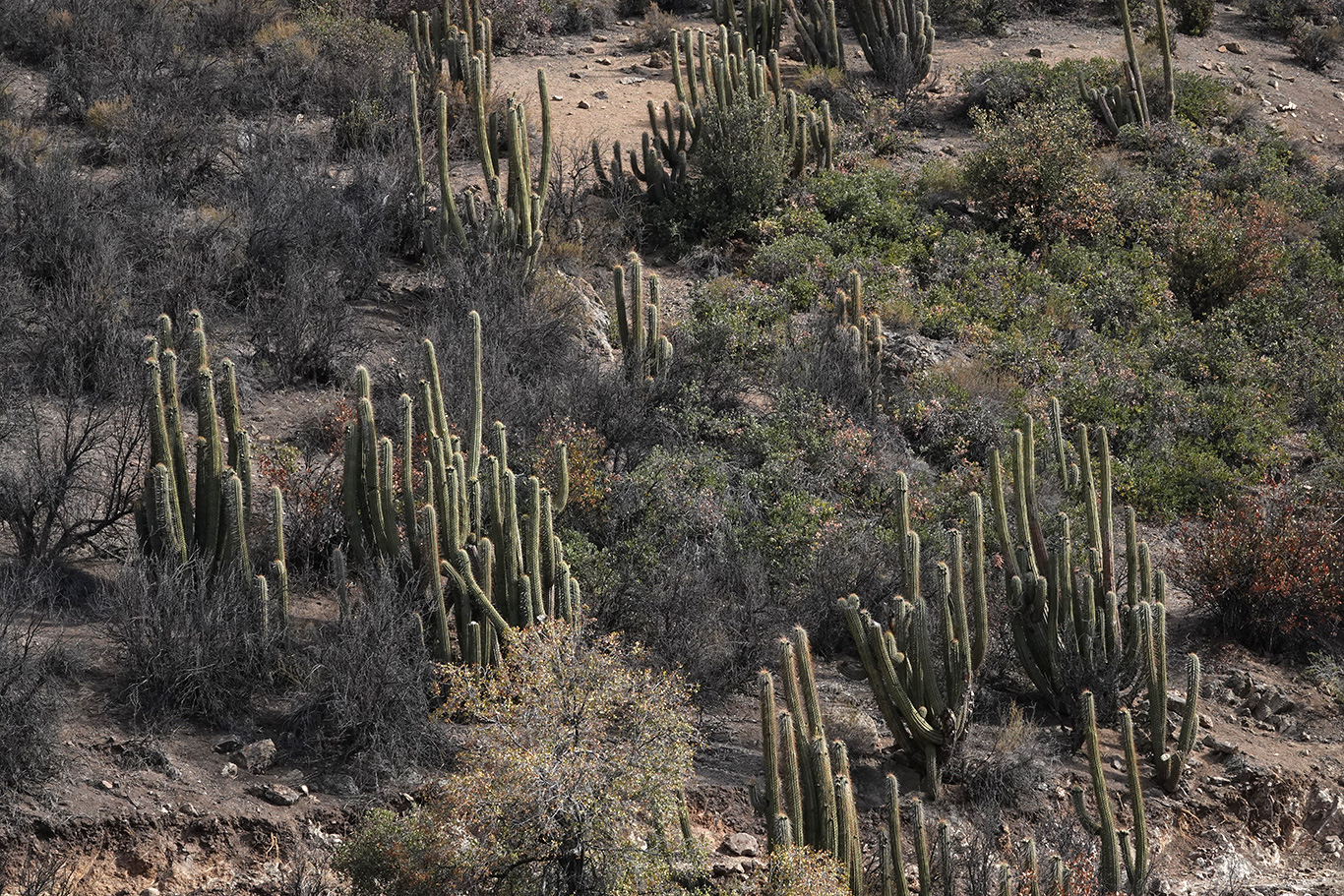  Cactus habitat, Camino a Valle Nevado, Chile.