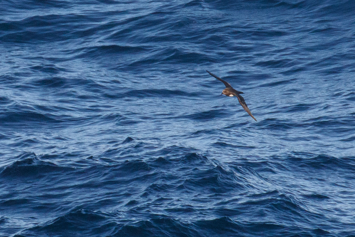 Atlantic Petrel, At sea, c. 600km east of Argentina, north of The Falklands, South Atlantic Ocean.