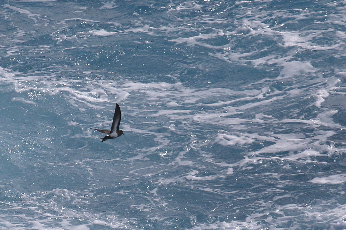 Black-bellied Storm-Petrel, At sea, c. 600km east of Argentina, north of The Falklands, South Atlantic Ocean.